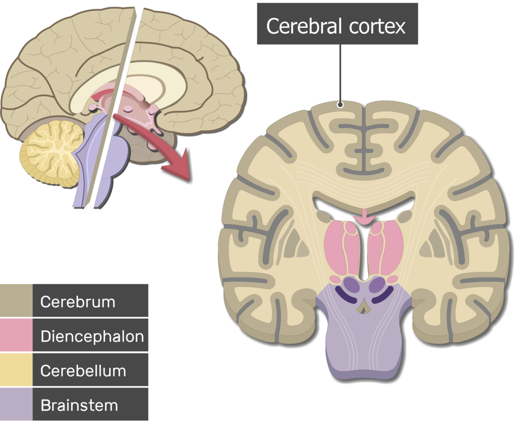 brain cerebral cortex