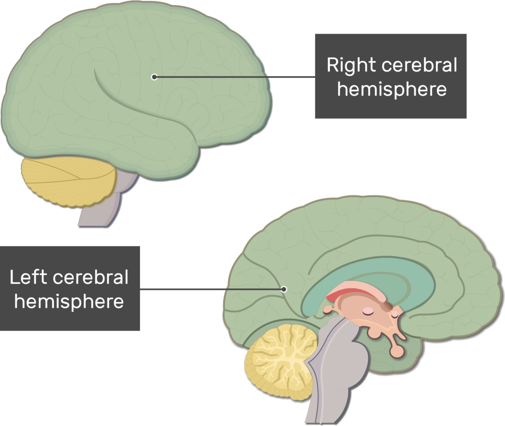 cerebral hemispheres