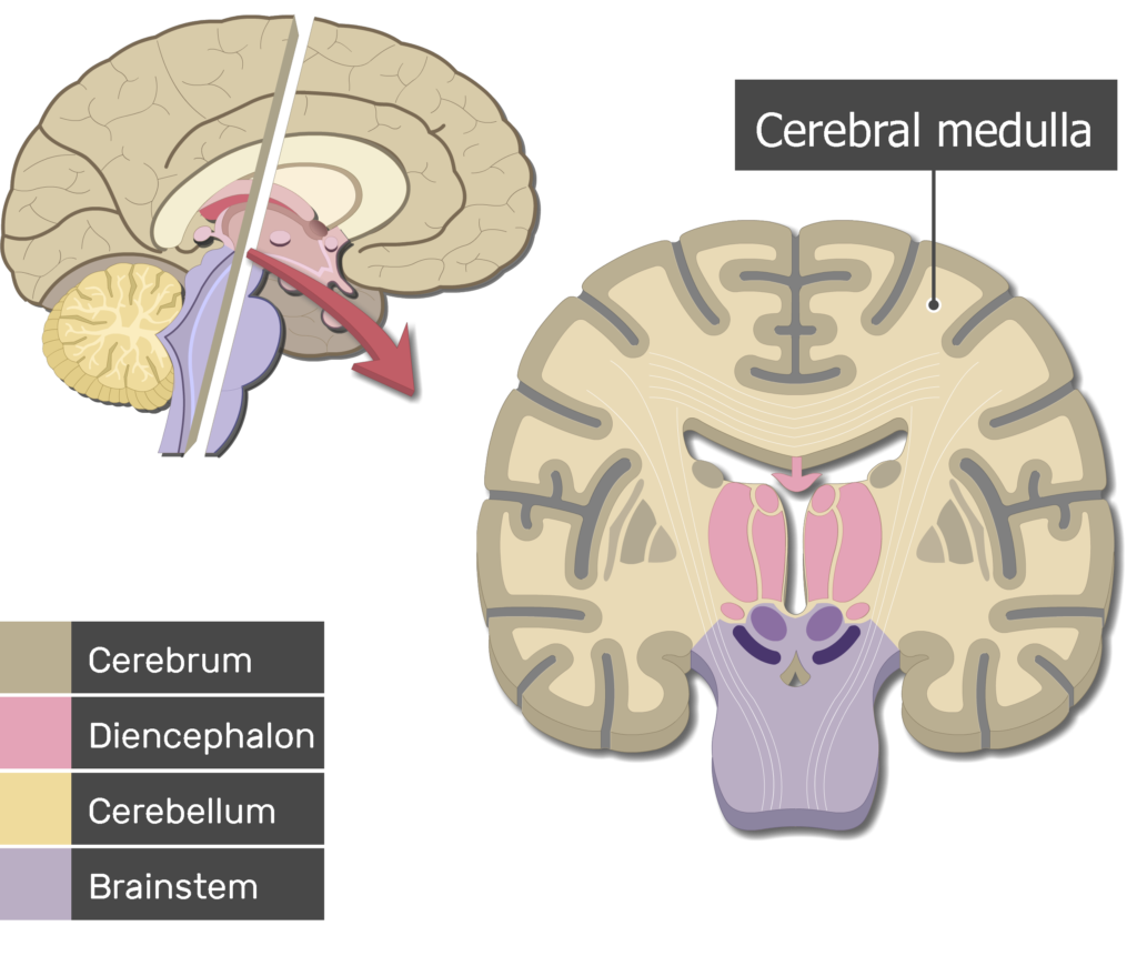 brain anatomy diagram sagittal