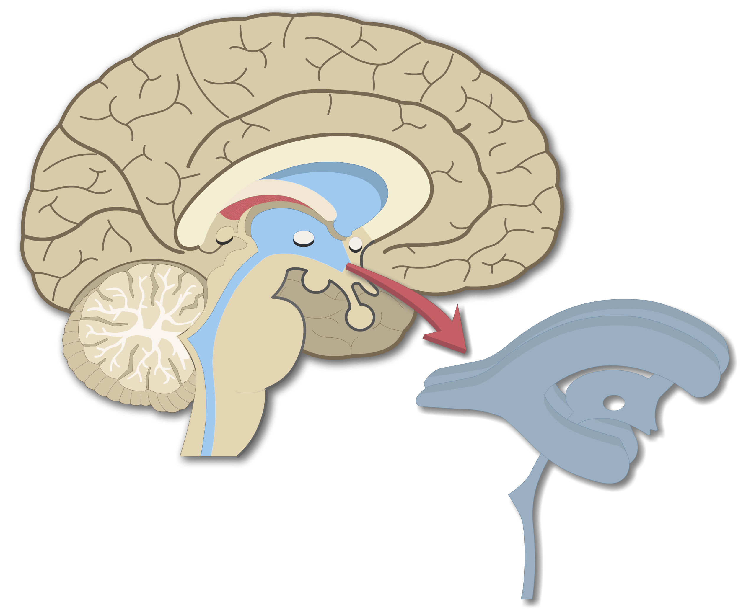 cerebrospinal fluid image