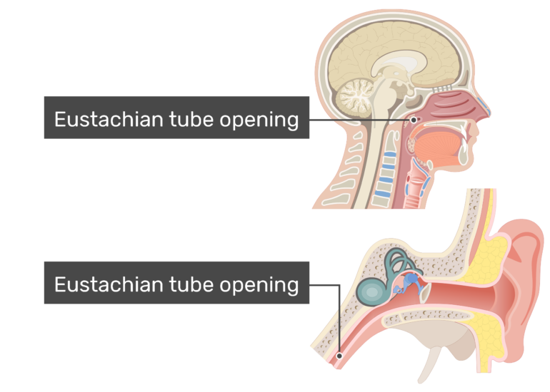 auditory tube anatomy