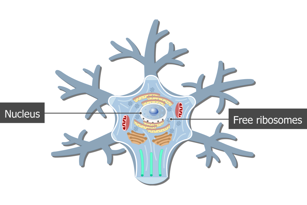 complete neuron cell diagram