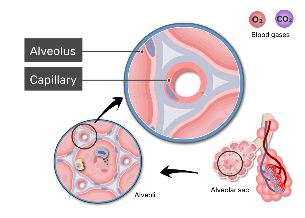 pulmonary capillaries and alveoli