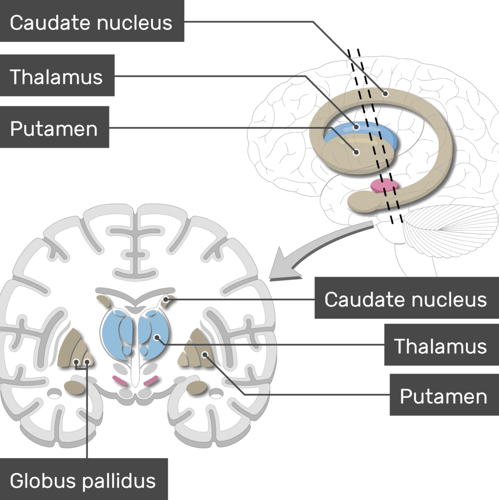 sagittal brain basal ganglia