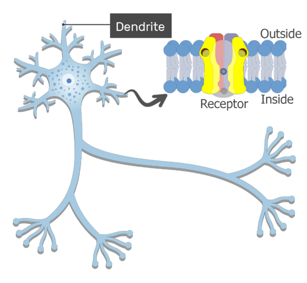 axon dendrite labeled
