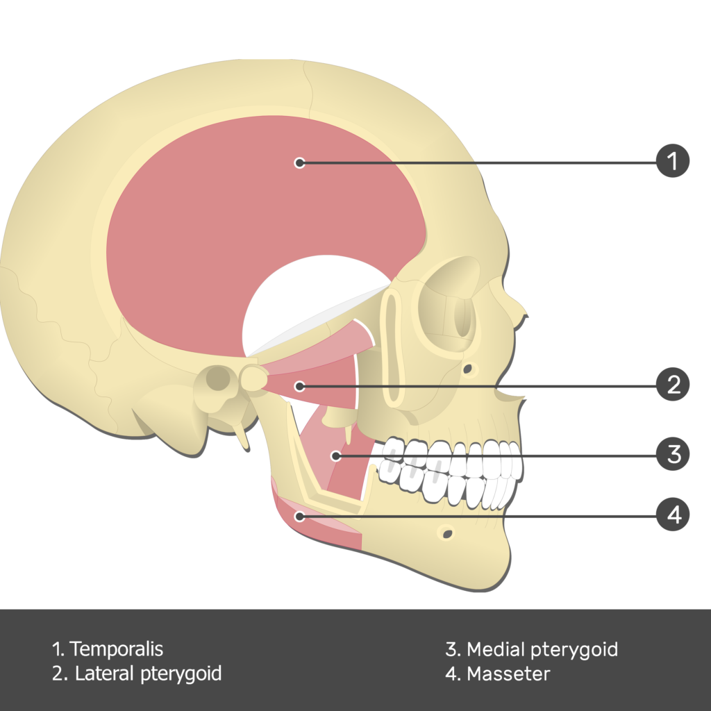 lateral pterygoid muscle