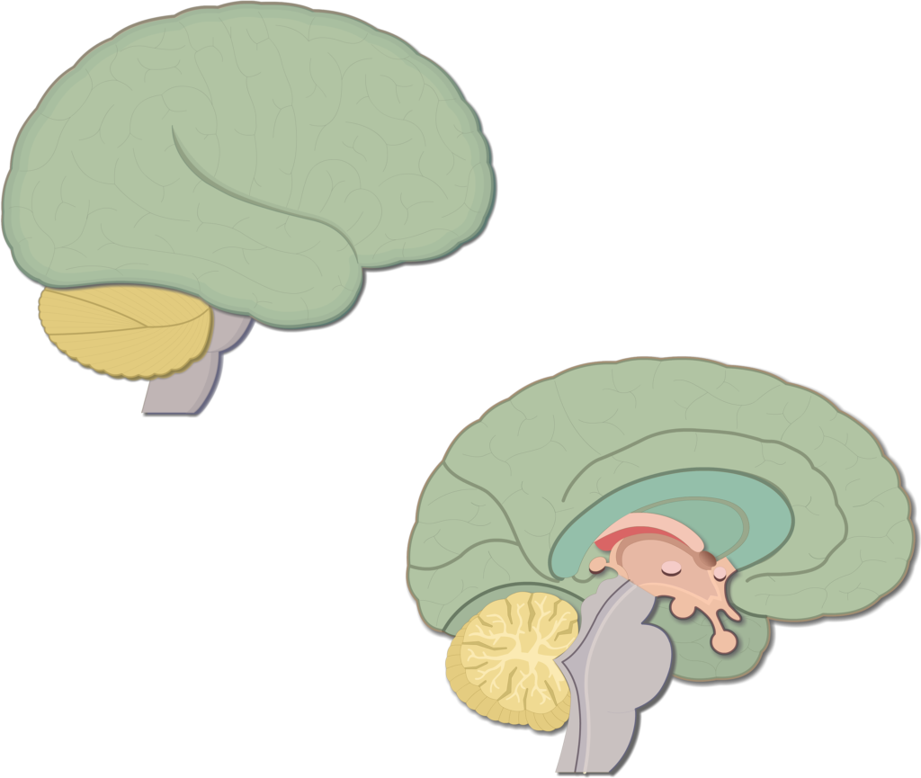 brainstem function and location