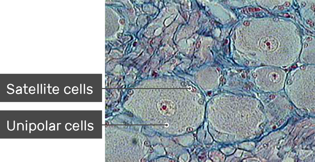 satellite cells and schwann cells