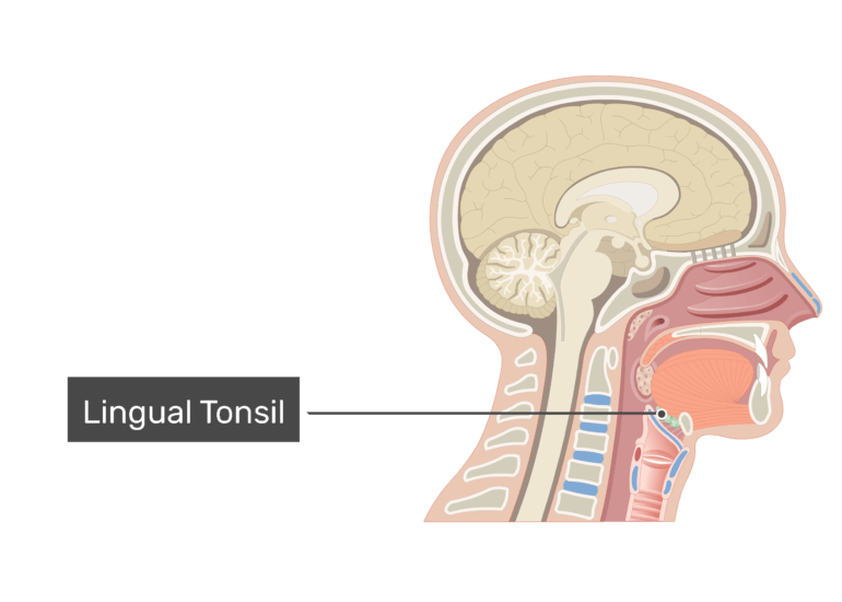 Tonsils Of The Pharynx Types Location And Anatomy Getbodysmart