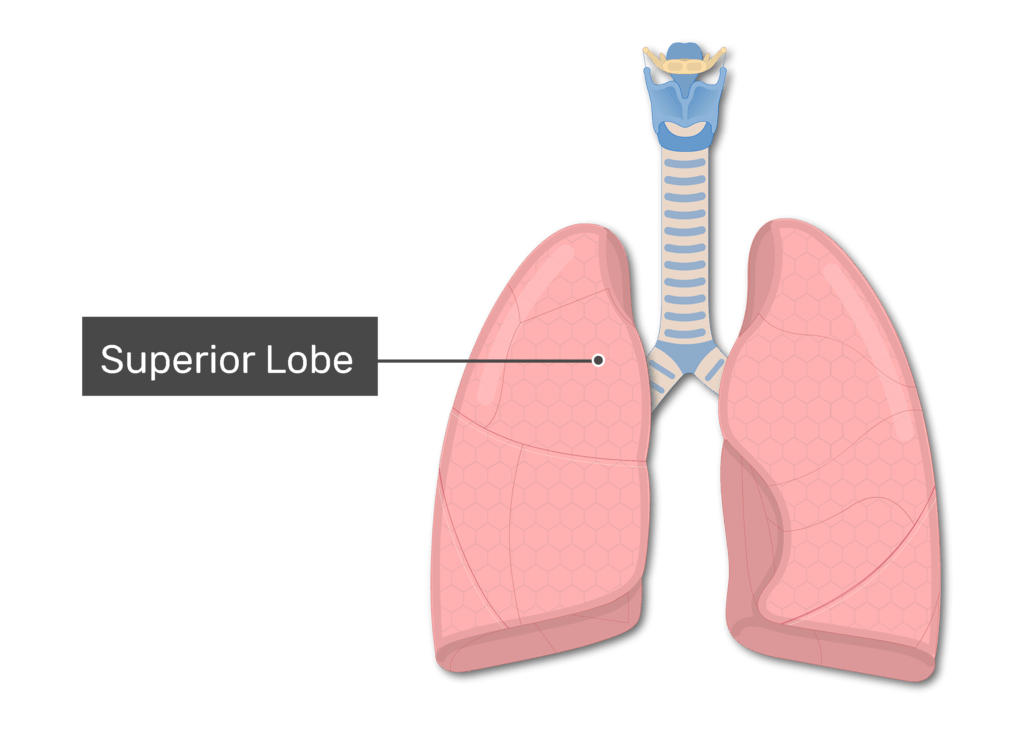 lung lobes diagram