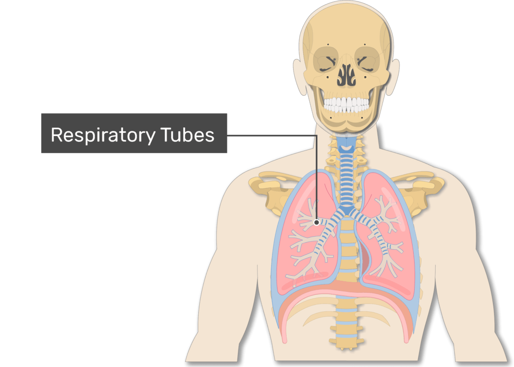 anatomy of the lungs and respiratory system