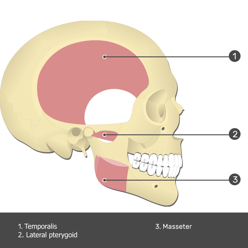 medial pterygoid