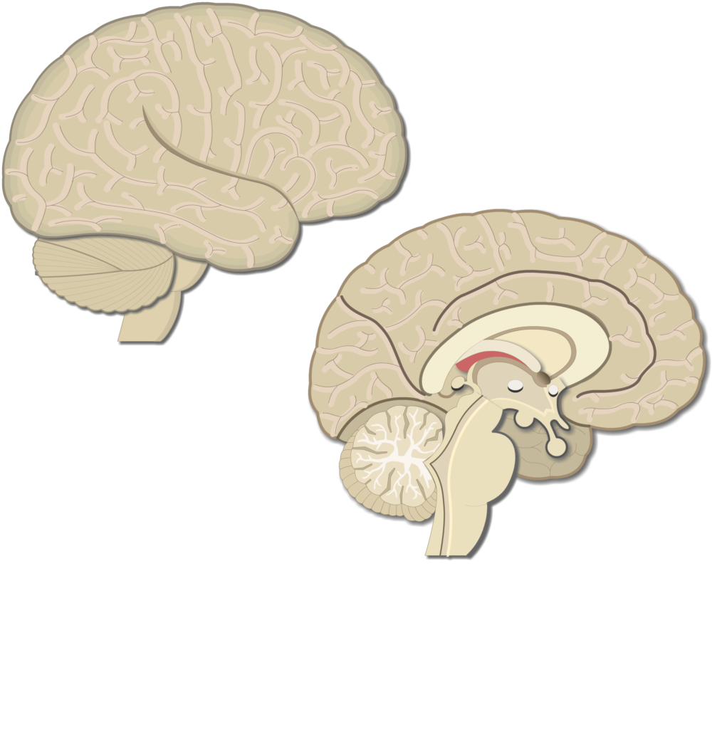 Locations of the primary cortex and related motor areas