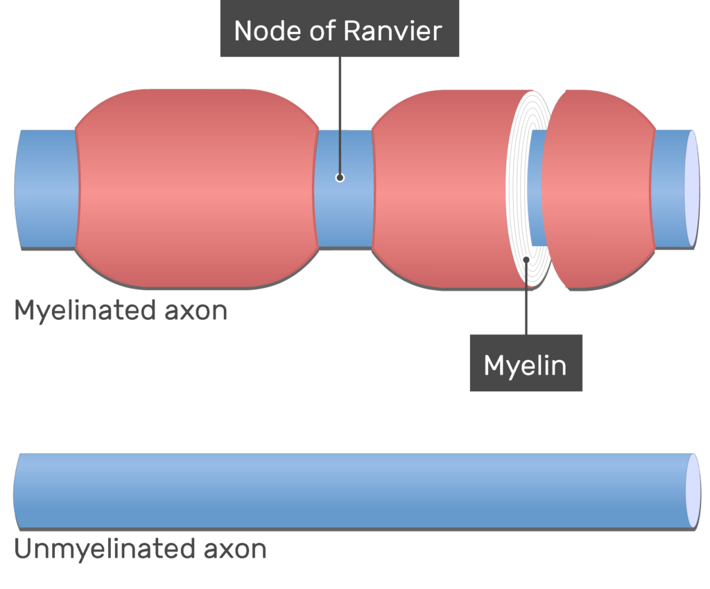 myelinated axon diagram