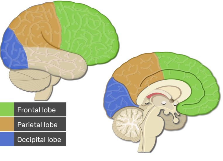 visual cortex occipital lobe