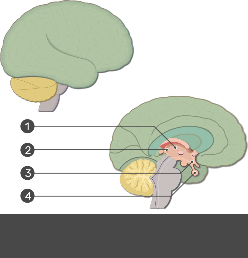 parts of the brain and their functions with thalamus