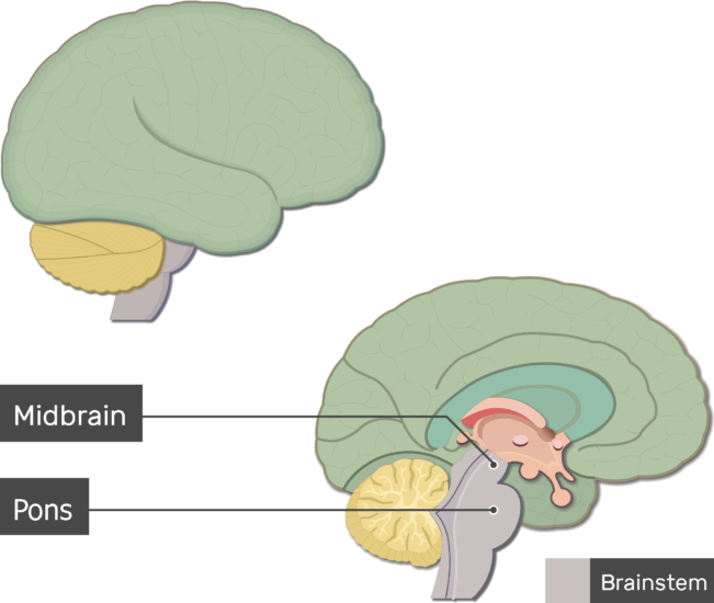 Labeled Sagittal Brain Model