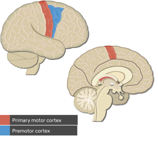 Motor Cortex Anatomy