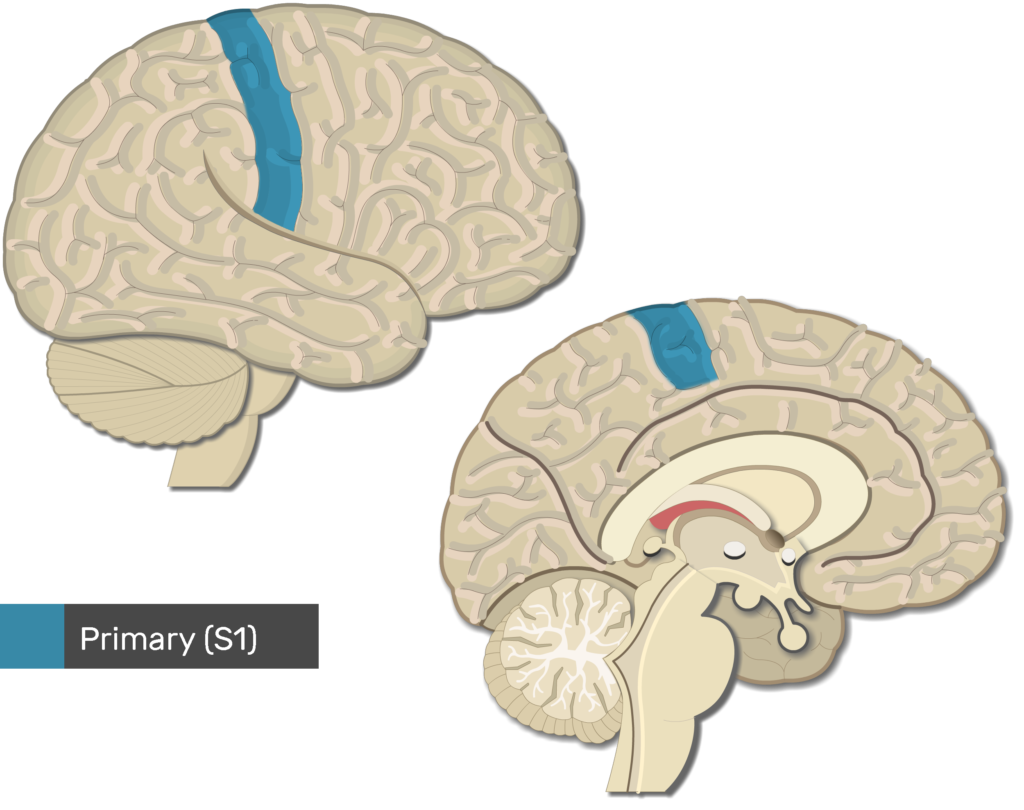 sensory cortex