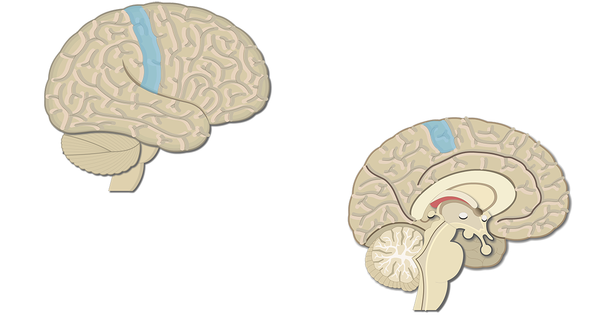 secondary somatosensory cortex
