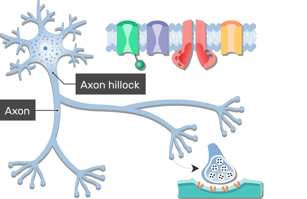 axon hillock