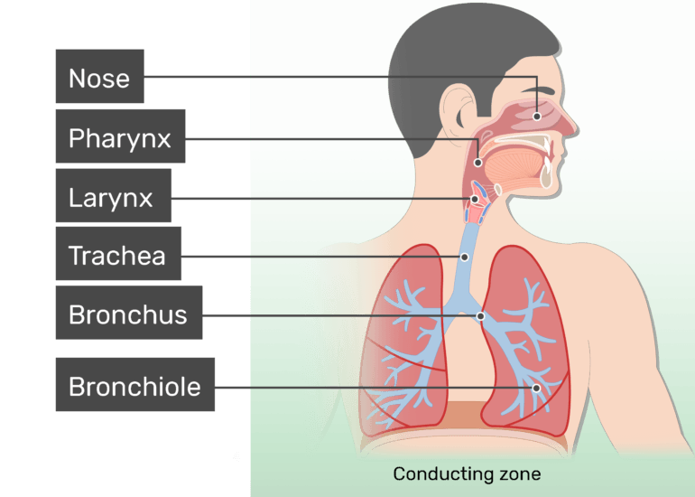 Respiratory System Anatomy Major Zones And Divisions
