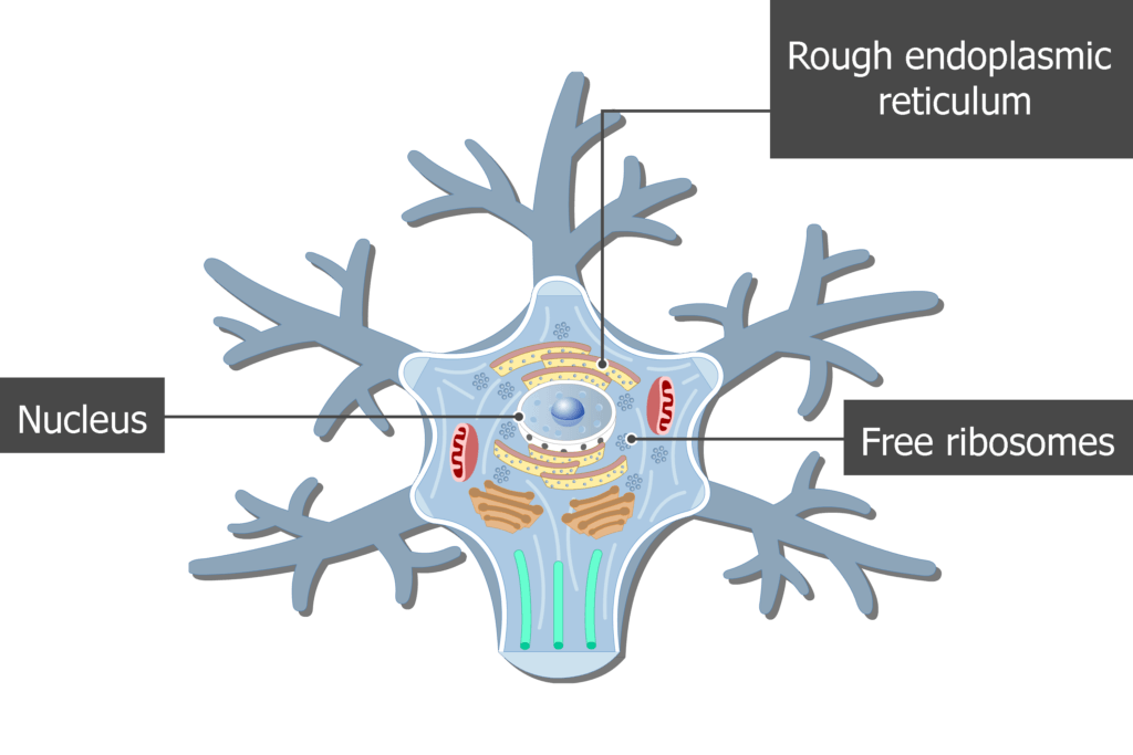 neuron cell model