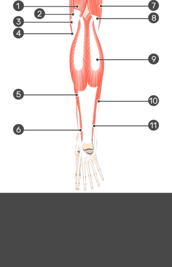 Soleus Muscle - Attachments, Actions & Innervation