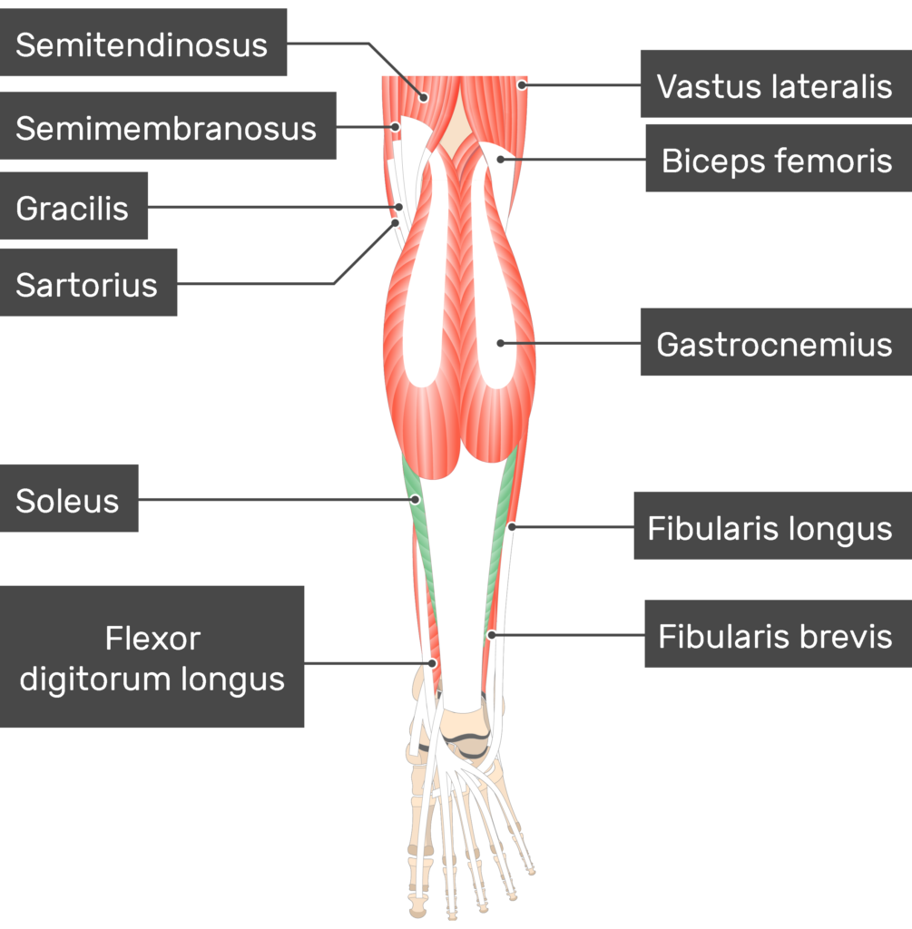 Learn Muscle Anatomy: Muscles of Plantarflexion