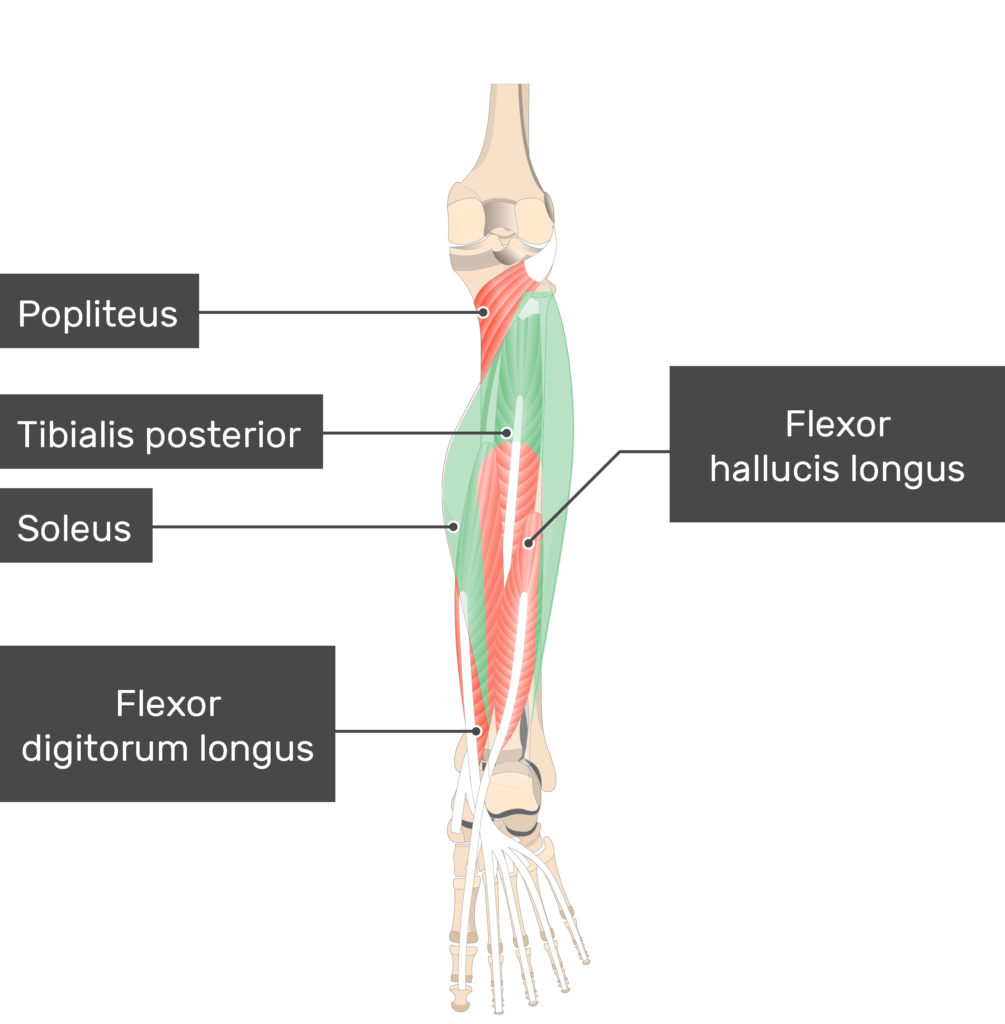Gastrocnemius: What Is It, Location, Injury, and More