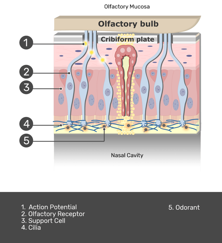 olfactory epithelium in the nasal cavity