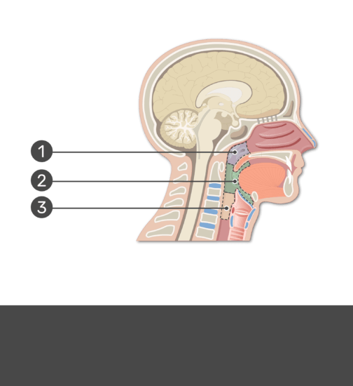 Anatomical Regions of the Pharynx