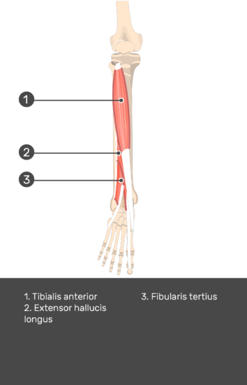 Tibialis Anteriororigin Insertion Action Nerve Supply