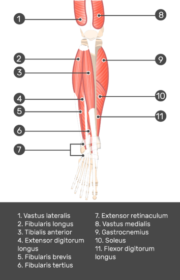 Tibialis Anterior Muscle - Attachments, Actions & Innervation