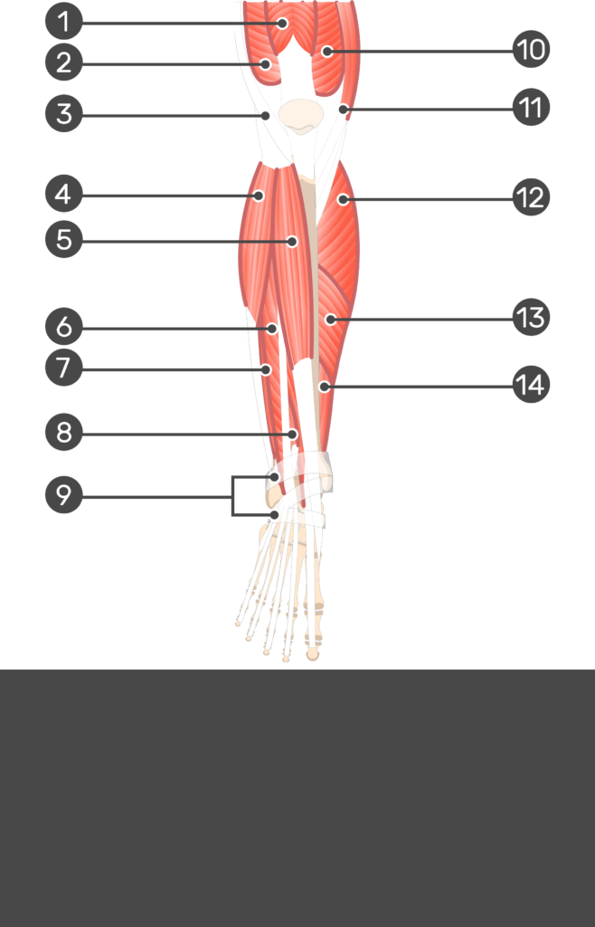 Testing the Muscles of the Lower Extremity