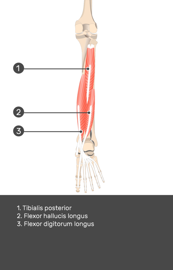 tibialis posterior