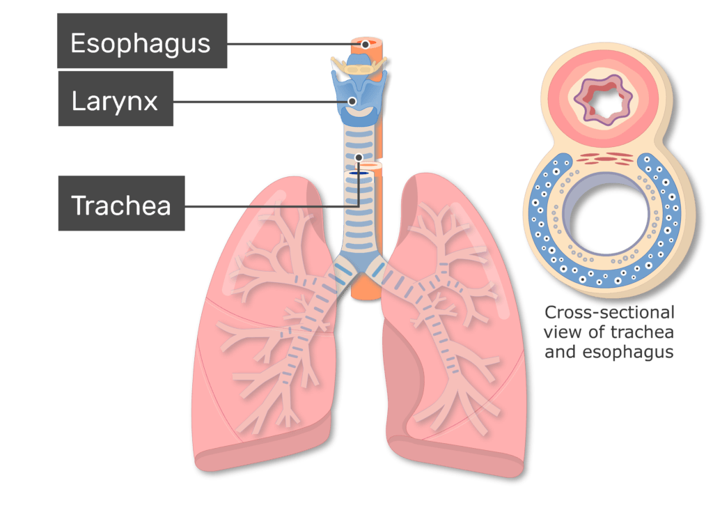 trachea cross section diagram