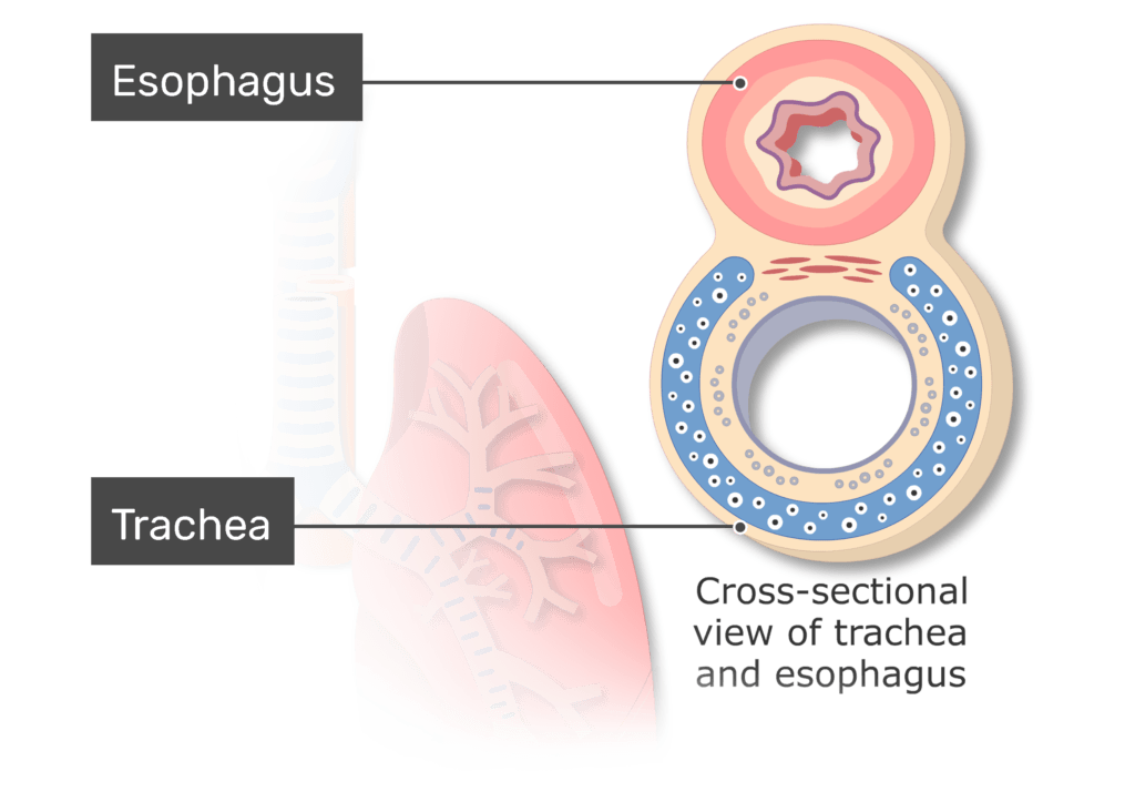 esophagus diagram labeled