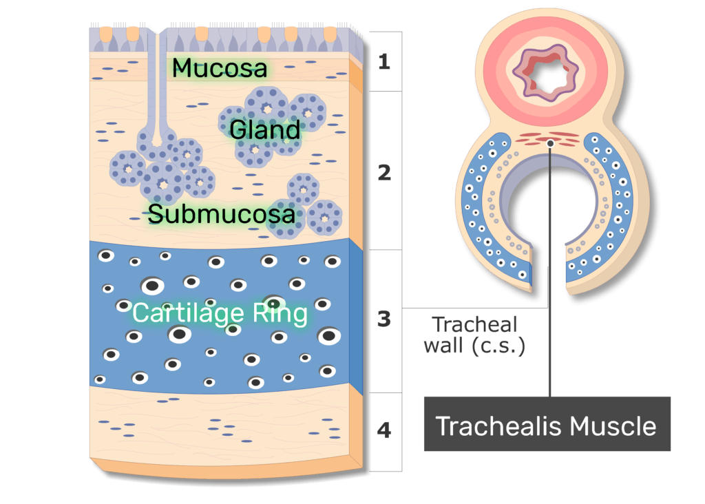 trachea cartilage