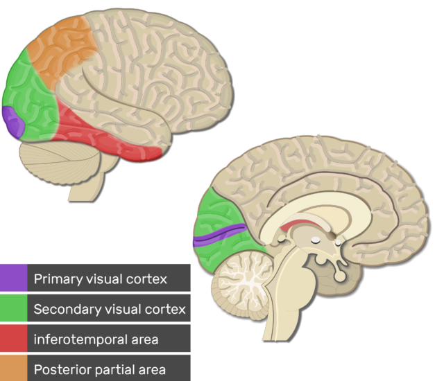 Visual-association-areas-Primary-Cortex-Areas-627x550.png