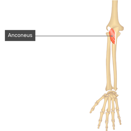Anconeus Muscle - Attachments, Action & Innervation