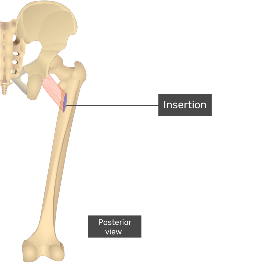pectineus origin and insertion