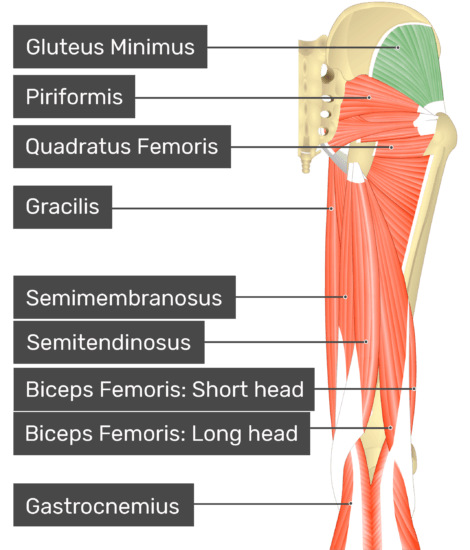 posterior fibers of the gluteus medius stretch