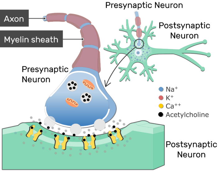 Neurotransmitter Release At Cholinergic Synapses