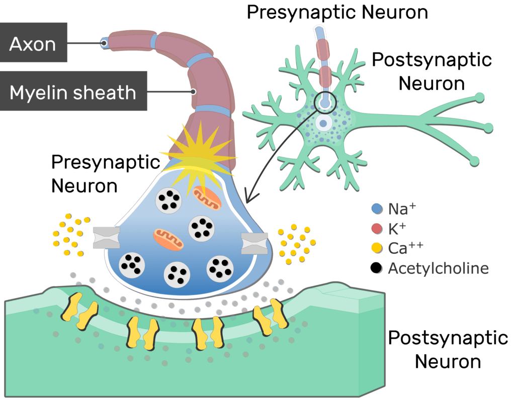synaptic