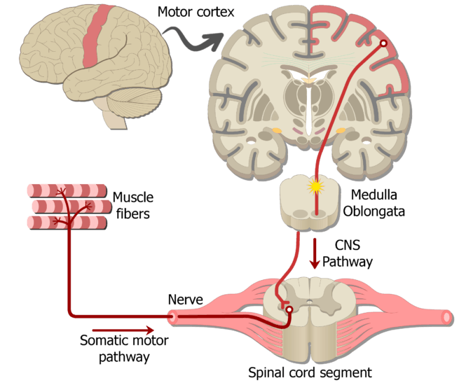the somatic nervous system