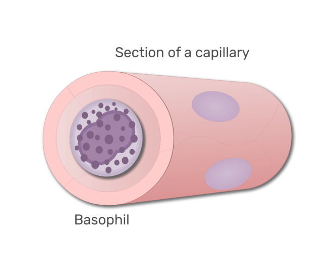 A basophil in a section of capillary animation slide 7