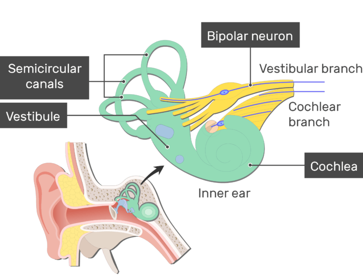 Bipolar Neurons Structure And Functions