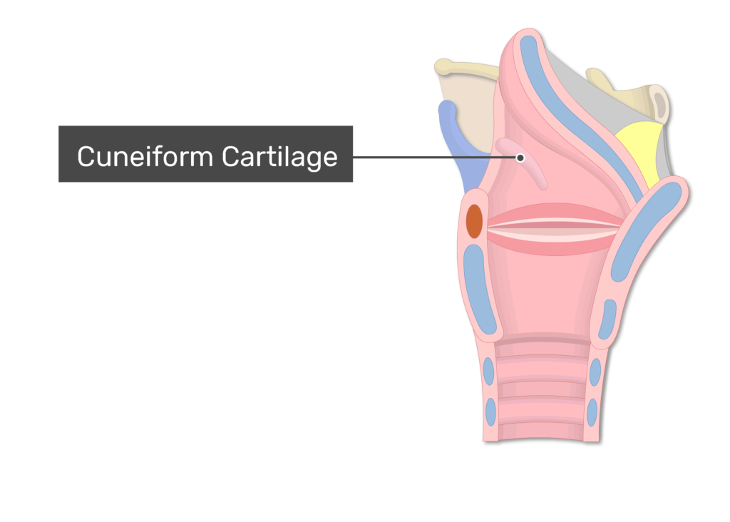 corniculate cartilage