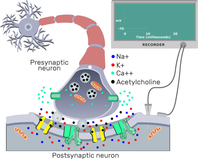 Summary of cholinergic synaptic events